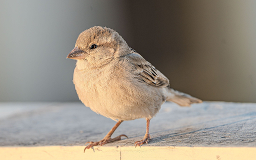 Morning Sparrow Stillness  from Chrome web store to be run with OffiDocs Chromium online