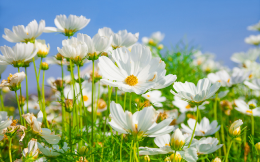 Morning Whisper: A Theme of Daisies in the Early Sunlight  from Chrome web store to be run with OffiDocs Chromium online