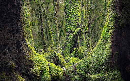 moss and trees  from Chrome web store to be run with OffiDocs Chromium online