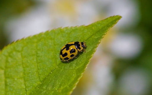 Moss Green Bug  from Chrome web store to be run with OffiDocs Chromium online