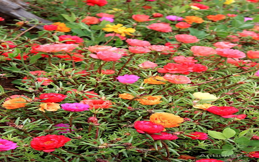 Moss rose flower wallpaper  from Chrome web store to be run with OffiDocs Chromium online