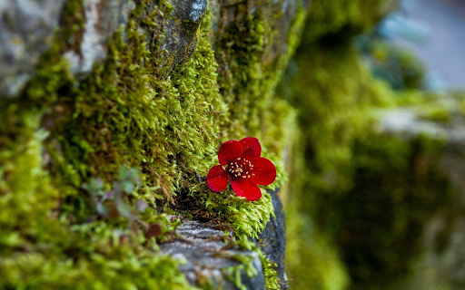 Moss wall  from Chrome web store to be run with OffiDocs Chromium online Moss wall  from Chrome web store to be run with OffiDocs Chromium online