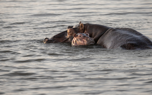 Mother and baby hippopotamus  from Chrome web store to be run with OffiDocs Chromium online
