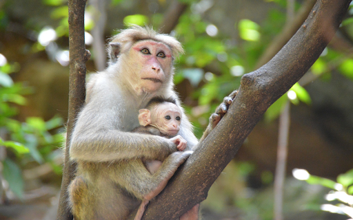 Mother and Baby Monkey in the Tree  from Chrome web store to be run with OffiDocs Chromium online