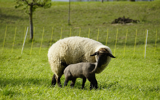 Mother and baby sheep go looking for food  from Chrome web store to be run with OffiDocs Chromium online