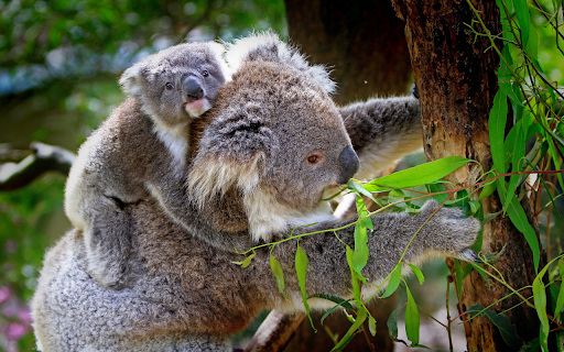 Mother bear cub climbing tree  from Chrome web store to be run with OffiDocs Chromium online