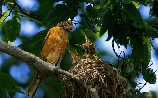 Mother bird and baby bird  from Chrome web store to be run with OffiDocs Chromium online