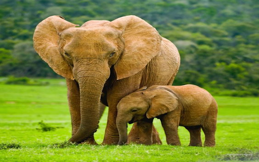 Mother elephant and baby elephant wallpaper  from Chrome web store to be run with OffiDocs Chromium online