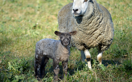 Mother Sheep and Baby Sheep  from Chrome web store to be run with OffiDocs Chromium online