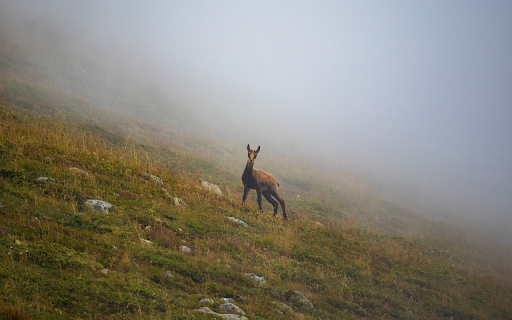 Mountain goat  from Chrome web store to be run with OffiDocs Chromium online