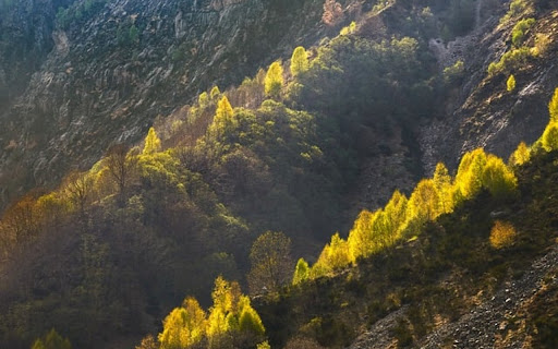 MOUNTAIN TREE FOREST THEME  from Chrome web store to be run with OffiDocs Chromium online