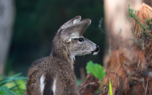 Mouse Fur Deer  from Chrome web store to be run with OffiDocs Chromium online