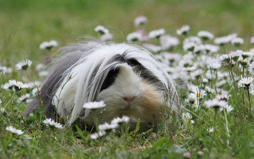 Mouse in the flower meadow  from Chrome web store to be run with OffiDocs Chromium online