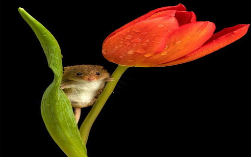 Mouse on red tulips wallpaper  from Chrome web store to be run with OffiDocs Chromium online