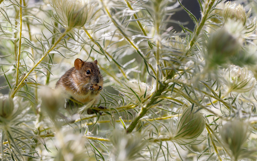 Mouse rowing tree  from Chrome web store to be run with OffiDocs Chromium online