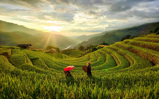 Mu Cang Chai  from Chrome web store to be run with OffiDocs Chromium online