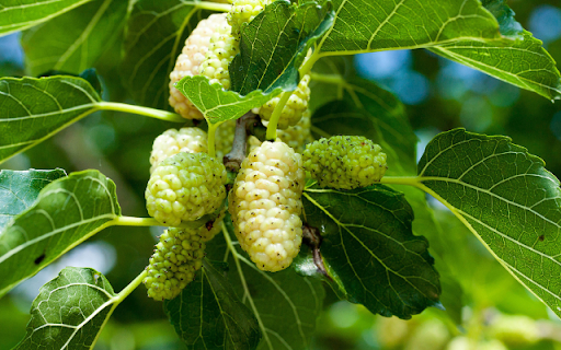 Mulberry Tree  from Chrome web store to be run with OffiDocs Chromium online