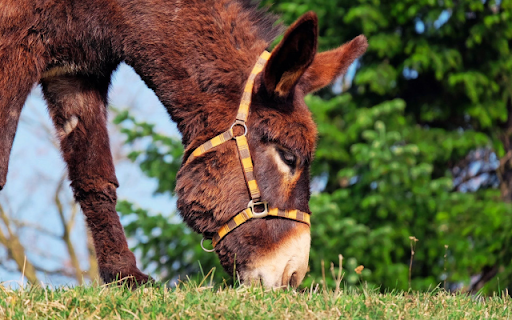 Mule  from Chrome web store to be run with OffiDocs Chromium online