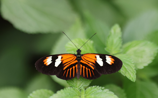 Multicolored butterflies  from Chrome web store to be run with OffiDocs Chromium online