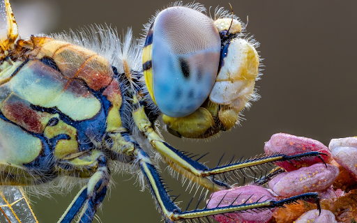 Multicolored dragonfly  from Chrome web store to be run with OffiDocs Chromium online