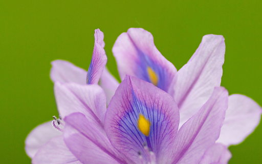 Multicolored flowers  from Chrome web store to be run with OffiDocs Chromium online