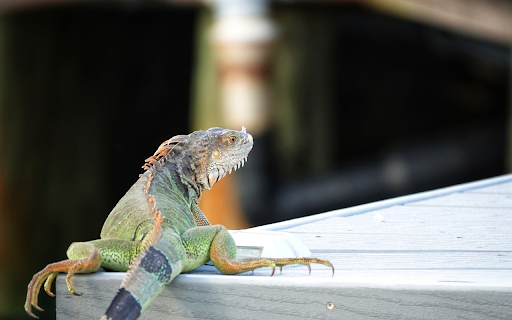 Multicolored Gecko  from Chrome web store to be run with OffiDocs Chromium online