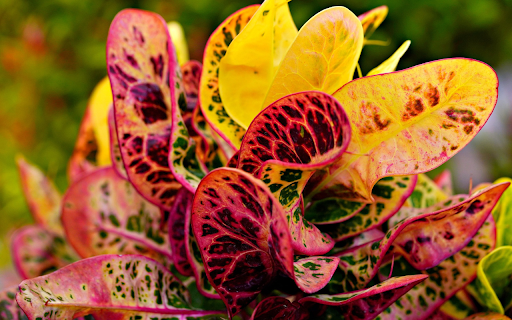Multicolored leaf  from Chrome web store to be run with OffiDocs Chromium online