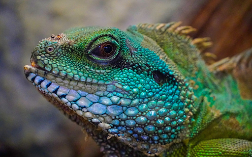 Multicolored lizards  from Chrome web store to be run with OffiDocs Chromium online