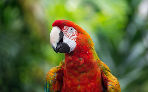 Multicolored parrot  from Chrome web store to be run with OffiDocs Chromium online