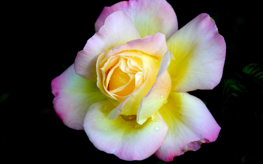 Multicolored Rose  from Chrome web store to be run with OffiDocs Chromium online