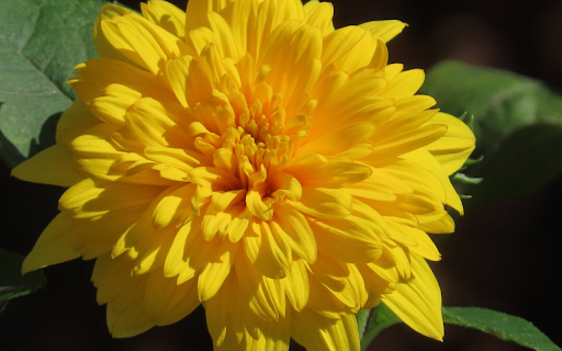 Multi petaled flower  from Chrome web store to be run with OffiDocs Chromium online