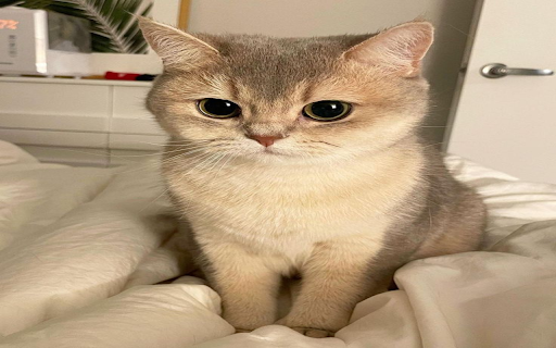 Munchkin cat wallpaper  from Chrome web store to be run with OffiDocs Chromium online