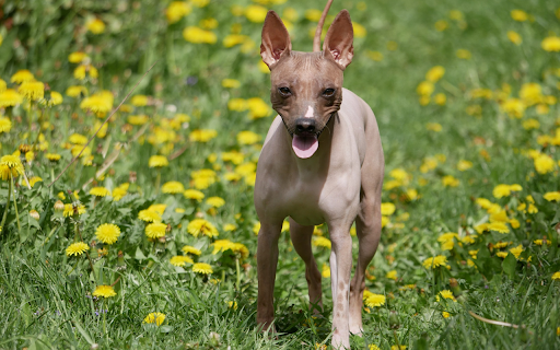 Muscular Dog  from Chrome web store to be run with OffiDocs Chromium online