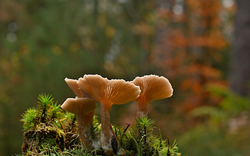 Mushroom cluster  from Chrome web store to be run with OffiDocs Chromium online