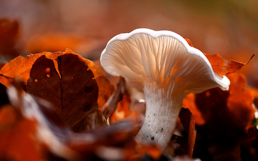 Mushrooms and falling leaves  from Chrome web store to be run with OffiDocs Chromium online