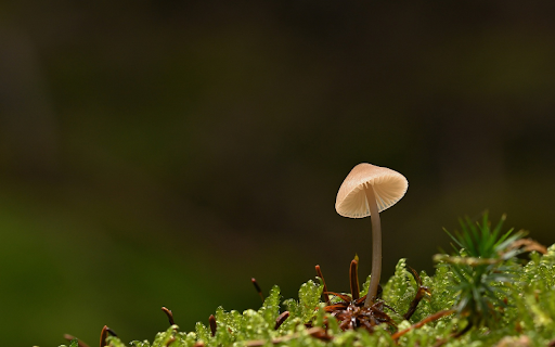 Mushrooms and moss  from Chrome web store to be run with OffiDocs Chromium online