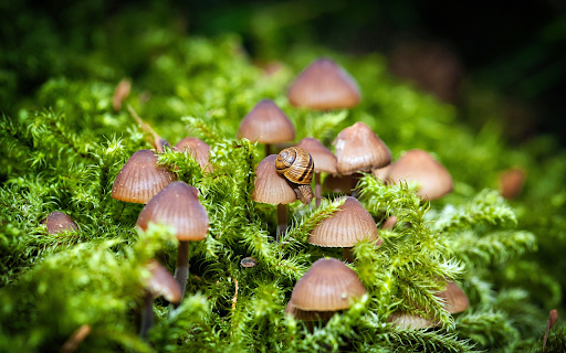 Mushrooms and snails  from Chrome web store to be run with OffiDocs Chromium online