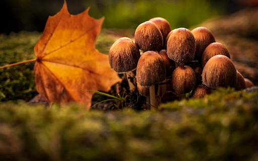 Mushrooms and yellow leaves  from Chrome web store to be run with OffiDocs Chromium online