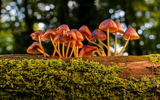 Mushrooms grow on trees  from Chrome web store to be run with OffiDocs Chromium online
