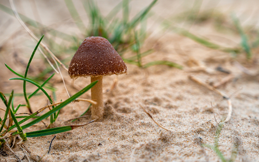 Mushrooms in the sand  from Chrome web store to be run with OffiDocs Chromium online