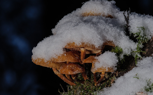 Mushrooms in the snow  from Chrome web store to be run with OffiDocs Chromium online