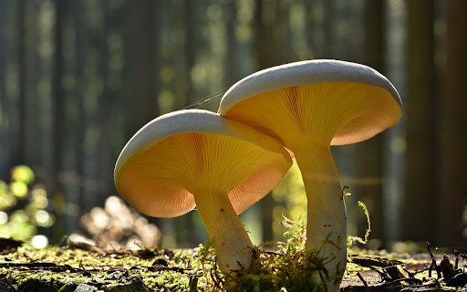 Mushrooms in the Sun  from Chrome web store to be run with OffiDocs Chromium online