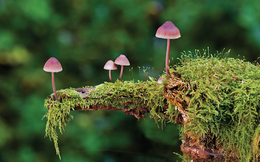 Mushrooms Moss  from Chrome web store to be run with OffiDocs Chromium online