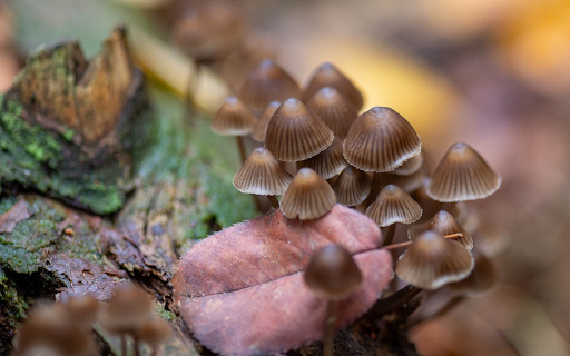 Mushrooms under leaves  from Chrome web store to be run with OffiDocs Chromium online