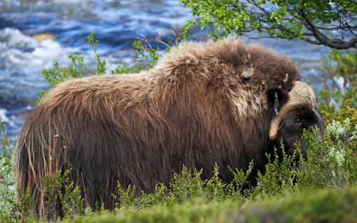 Musk Ox  from Chrome web store to be run with OffiDocs Chromium online