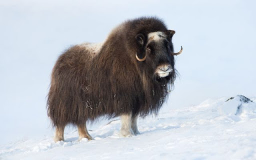 Musk Ox Theme – The Majestic Survivor of the Arctic  from Chrome web store to be run with OffiDocs Chromium online