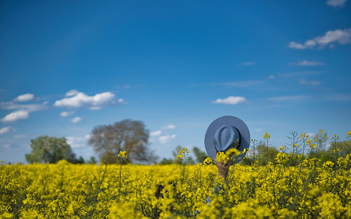 mustard flower field  from Chrome web store to be run with OffiDocs Chromium online