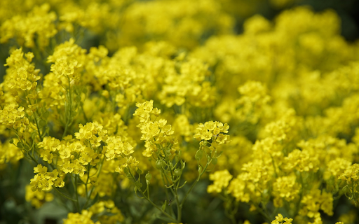 Mustard flowers bloom brilliantly  from Chrome web store to be run with OffiDocs Chromium online