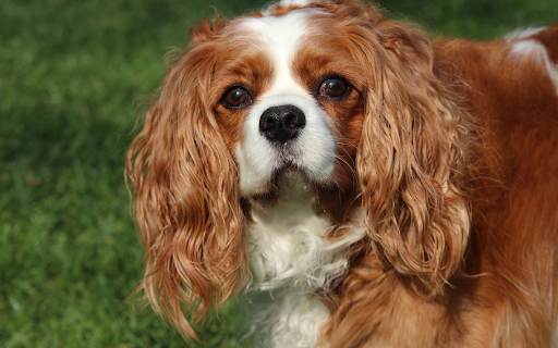 My dog ​​is rough  from Chrome web store to be run with OffiDocs Chromium online