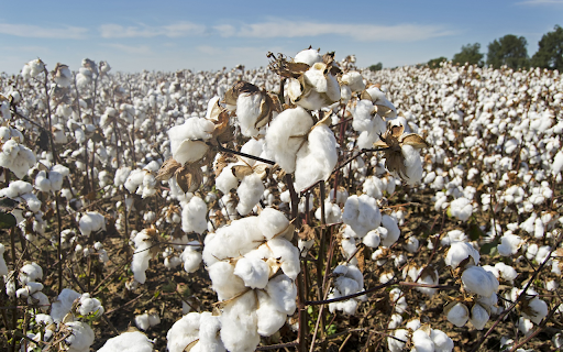 Natural white cotton  from Chrome web store to be run with OffiDocs Chromium online